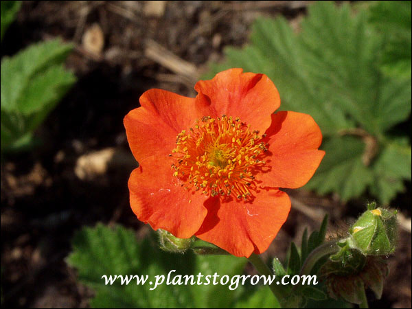 The orange 5 petaled flower.